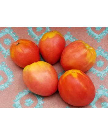 Tomato 'Monkey Ass'