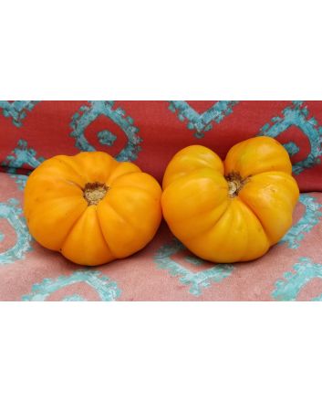 Tomato 'Dr. Wyche's Yellow'