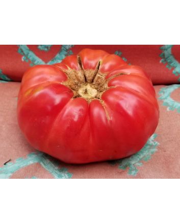 Tomato 'Rufus Carrigan's Mexican Pink'