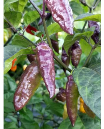Hot Pepper ‘Black Ghost (Bhut Jolokia x Pimenta de Neyde)' Seeds (Naturally Grown)