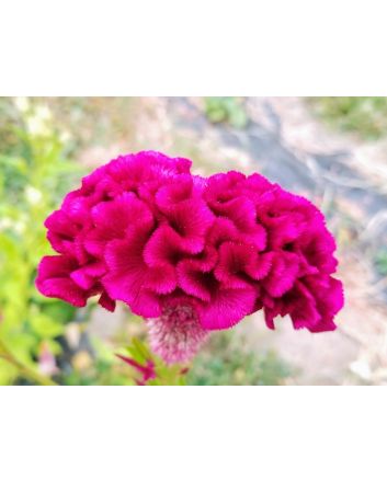 Cockscomb, Pink and White Mix Seeds (Naturally Grown)