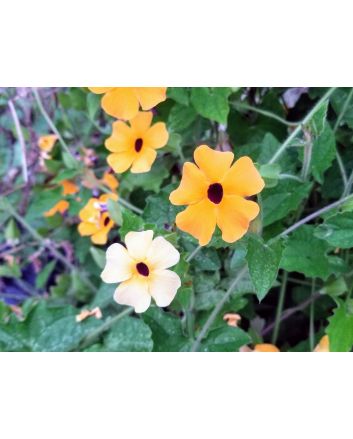 Black-Eyed Susan Vine Mix Seeds (Naturally Grown)