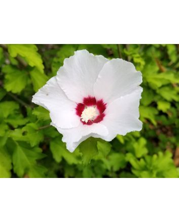 White/Red Rose of Sharon Seeds (Naturally Grown)
