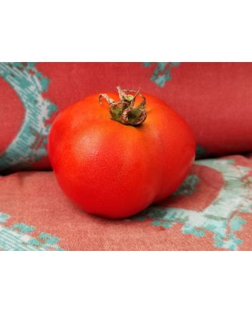 Tomato 'Homestead'
