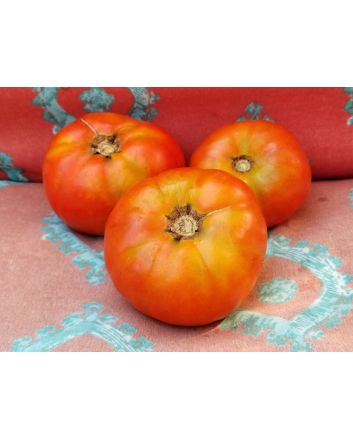 Tomato 'Pantano Romanesco'