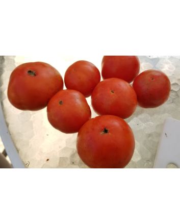 Tomato 'Floradade' Seeds
