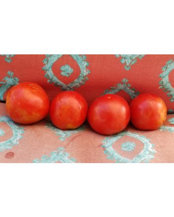 Tomato 'Grosse Lisse' 