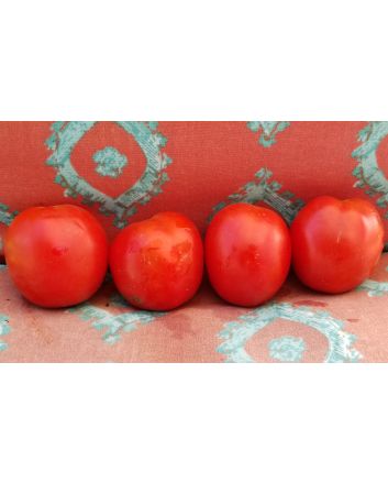 Tomato 'Mary's Square Paste' AKA 'Grandma Mary's Paste' 