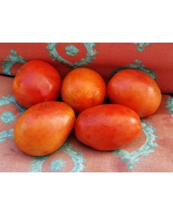 Tomato 'Pete's Italian Paste' 