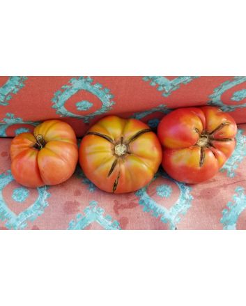 Tomato 'Ferris Wheel' 