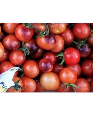 Tomato 'Blue Berries' 