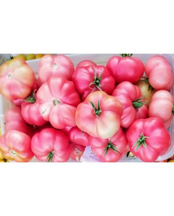 Tomato 'Yucatan Surprise' Mexico Mexican