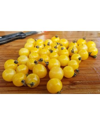 Tomato 'White Currant'
