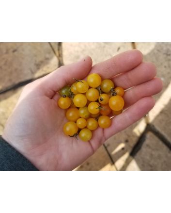 Tomato 'Gold Rush Currant'