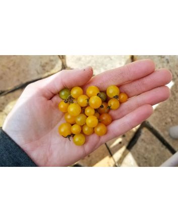 Tomato 'Gold Rush Currant'