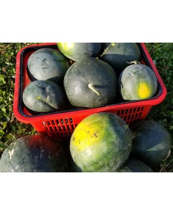 Watermelon 'Blacktail Mountain' Seeds (Naturally Grown)
