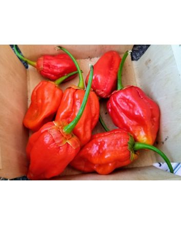 Hot Pepper 'Tiger Teeth x 7 Pot Bubblegum (BBG7)' Seeds (Naturally Grown)