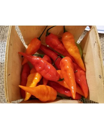 Hot Pepper ‘Carolina Reaper x Bhut Jolokia (Ghost)' Seeds (Naturally Grown)