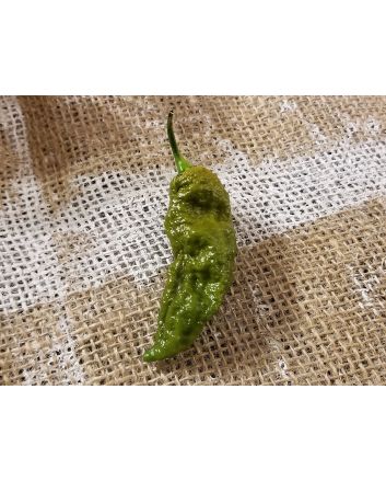 Hot Pepper ‘Bhut Jolokia (Ghost) Solid Gold' Seeds (Naturally Grown)