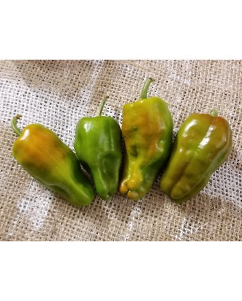 Hot Pepper ‘Leutschauer Paprika’ Seeds