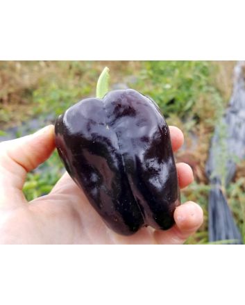 Sweet Pepper ‘Zulu' Seeds (Certified Organic)