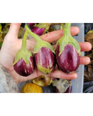 Eggplant ‘Mumbai’