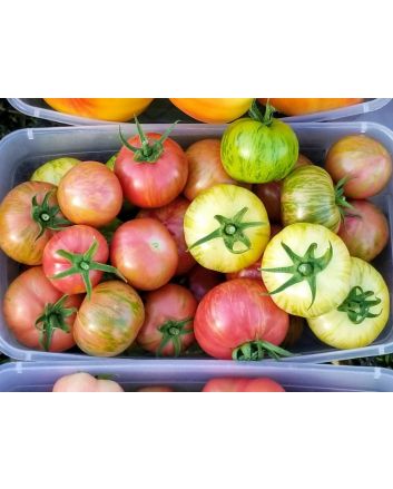 Tomato 'Dragon's Eye' 