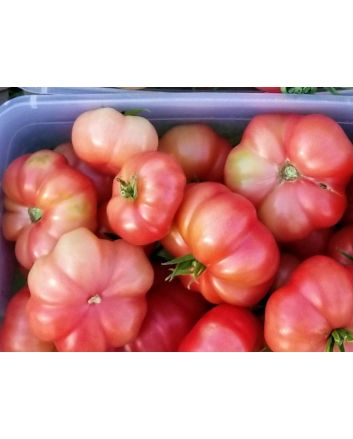 Tomato 'Yucatan Surprise' Mexico Mexican