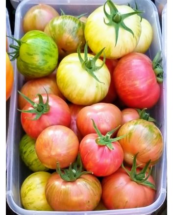 Tomato 'Dragon's Eye' 