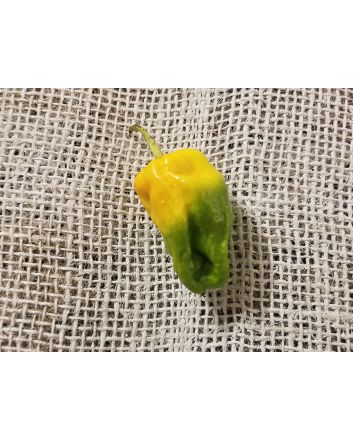 Hot Pepper ‘Lemon Reaper Cross’ (Aji Lemon x Carolina Reaper) Seeds (Naturally Grown)