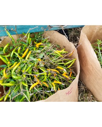Hot Pepper ‘Yellow Thai’ Seeds (Naturally Grown)