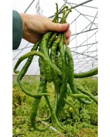Hot Pepper 'Thunder Cacho Brown' Seeds (Naturally Grown)