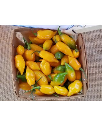 Hot Pepper ‘Chupetinho JXL Yellow' Seeds (Naturally Grown)