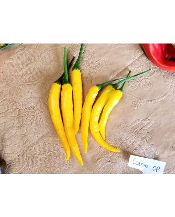 Hot Pepper ‘Cedrino' Seeds (Naturally Grown)