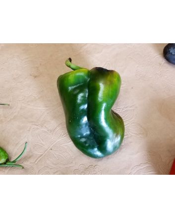 Hot Pepper 'Ancho San Luis Poblano' Seeds (Naturally Grown)