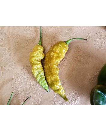 Hot Pepper ‘Bhut Jolokia (Ghost) Solid Gold' Seeds (Naturally Grown)