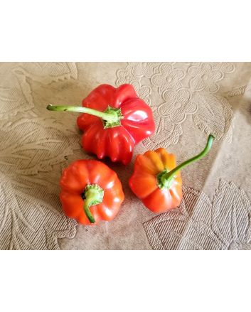 Hot Pepper ‘Brazilian Starfish' Seeds (Naturally Grown)