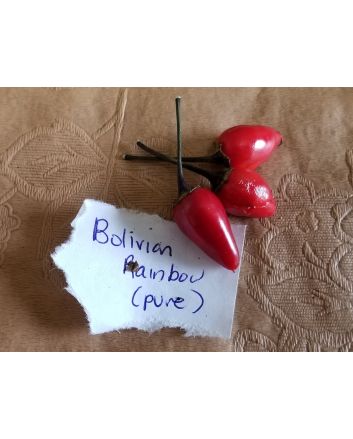 Hot Pepper ‘Bolivian Rainbow' Seeds (Naturally Grown)