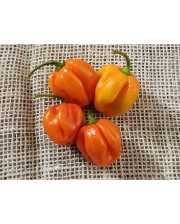 Hot Pepper ‘Trinidad Red Congo Habanero’ Seeds (Naturally Grown)