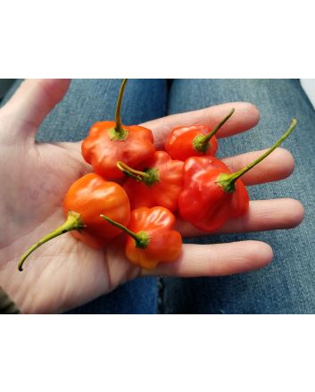 Hot Pepper ‘Balloon’ AKA ‘Bishop’s Crown’