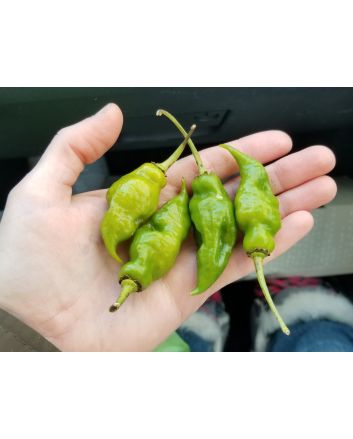 Hot Pepper ‘Green Trinidad Scorpion’ 