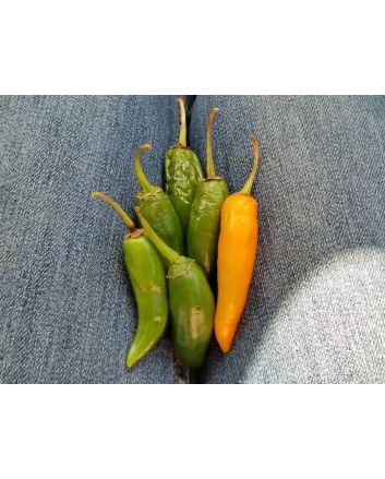 Hot Pepper ‘Orange Thai’ Seeds (Naturally Grown)