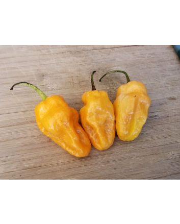 Hot Pepper ‘Lemon Reaper Cross’ (Aji Lemon x Carolina Reaper) Seeds (Naturally Grown)
