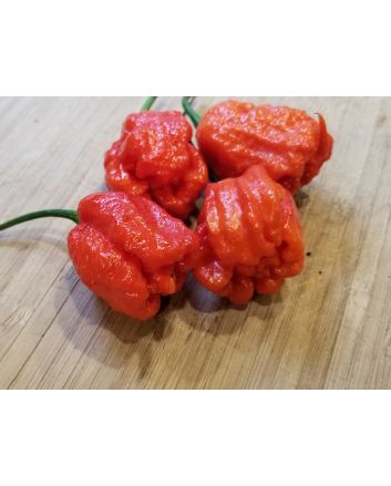 Hot Pepper ‘Dragon's Breath' Seeds (Naturally Grown)