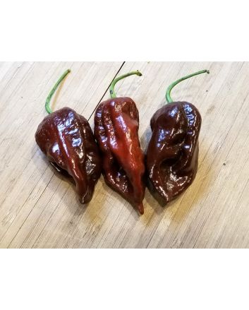 Hot Pepper ‘Chocolate Bhutlah' Seeds (Naturally Grown)