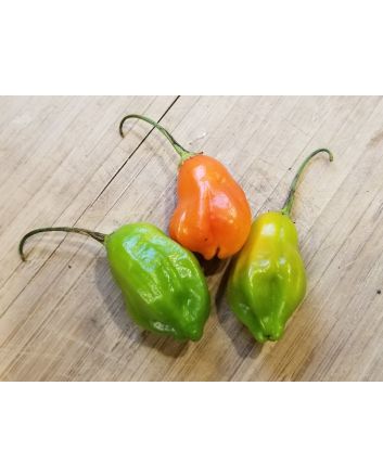 Hot Pepper ‘Aji Rainforest' Seeds (Naturally Grown)