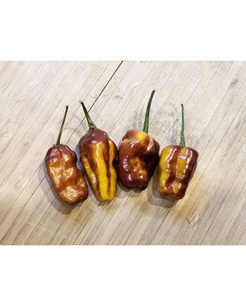 Hot Pepper ‘Pimenta Puma’ Seeds (Naturally Grown)