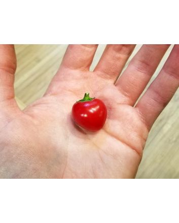 Sweet Pepper ‘Baby Red Bell' Seeds (Naturally Grown)