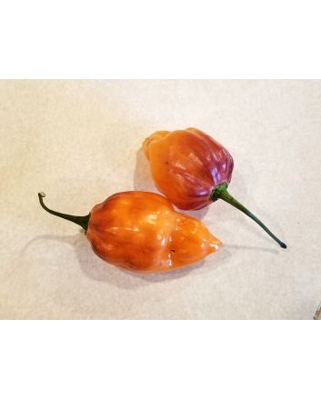 Hot Pepper ‘CGN 21500 x Isabela Island Galapagos Habanero' Seeds (Naturally Grown)