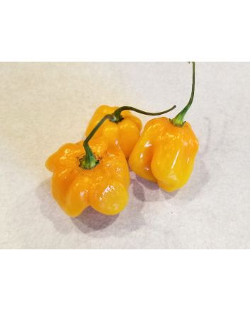 Hot Pepper ‘Orange Scotch Bonnet’ Seeds (Naturally Grown)